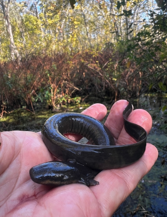 Lesser Siren
